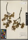Foto von Salix waldsteiniana Willd.